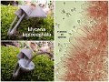 Mycena leptocephala-amf1320